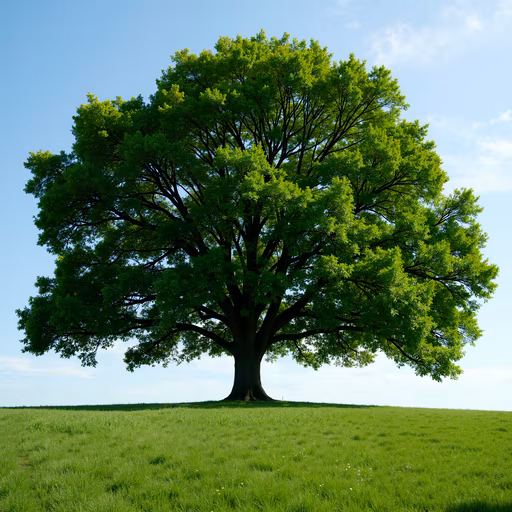 Lone Tree in Spring