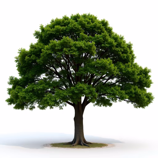 Lush Green Tree Illustration
