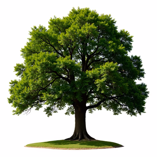 Lush Green Tree Illustration