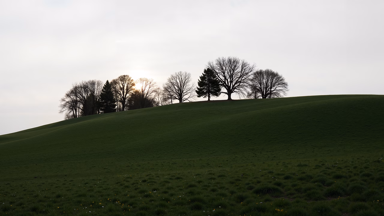 Silhouetted trees against a soft sky, serene landscape photography.
