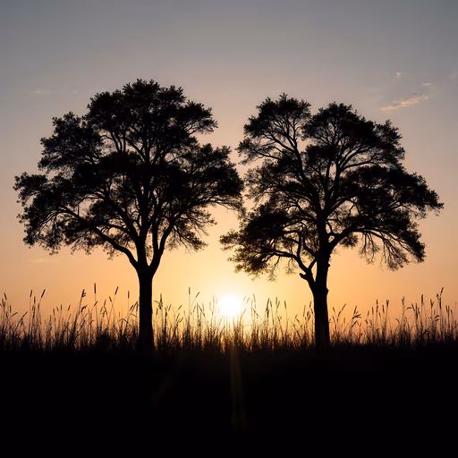 Sunset Silhouettes