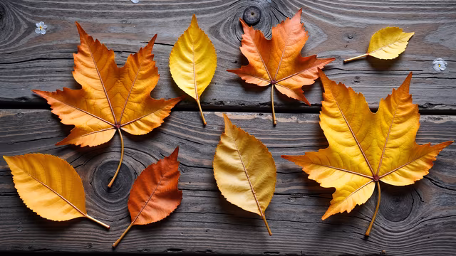 Autumn Leaves on Wooden Surface