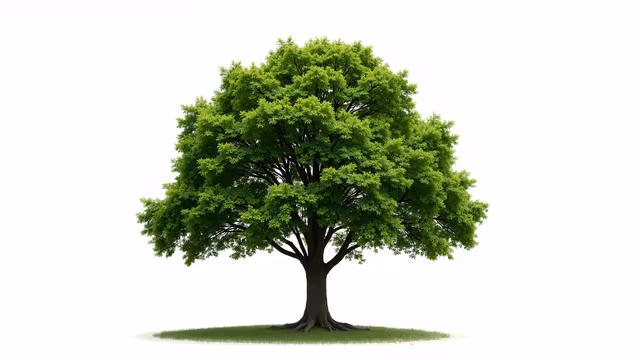 Green Tree Illustration
