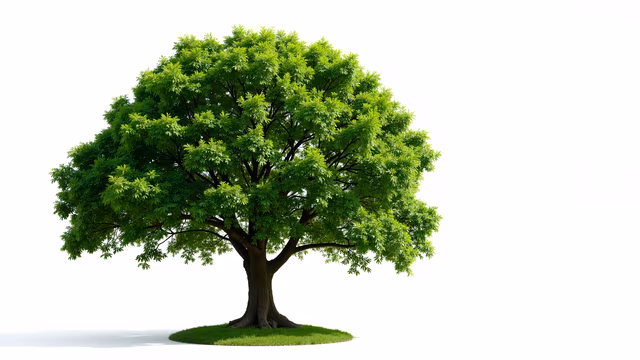 Green Tree Illustration
