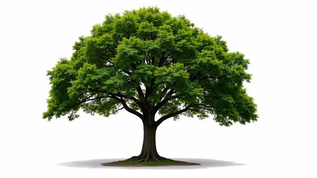 Lush Green Tree Illustration
