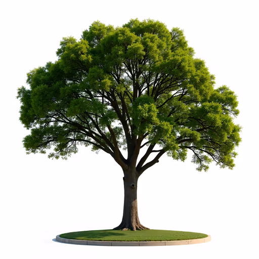 Lush Green Tree Illustration