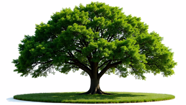 Lush Green Tree Illustration
