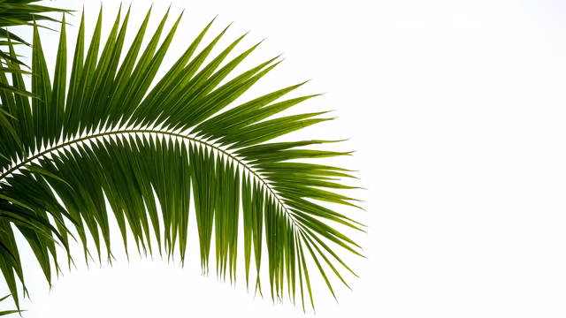 Palm Frond