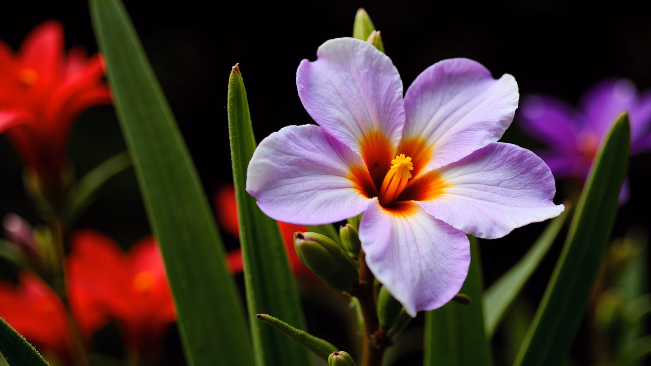 Close-up of a purple flower with a red center, surrounded by green leaves, creating a serene natural scene.