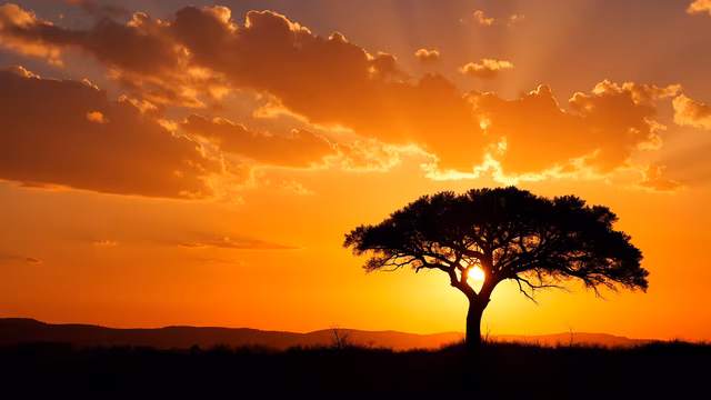 Silhouette Tree Sunset