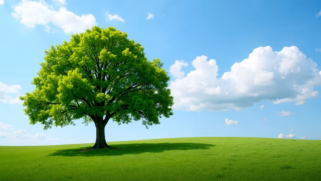 Solitary Tree Illustration