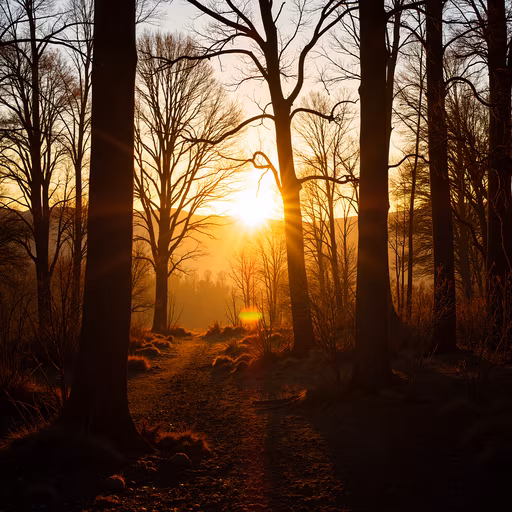 Sunset Forest