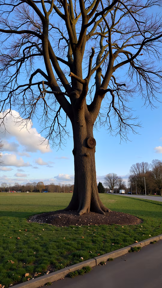 Tree in Winter