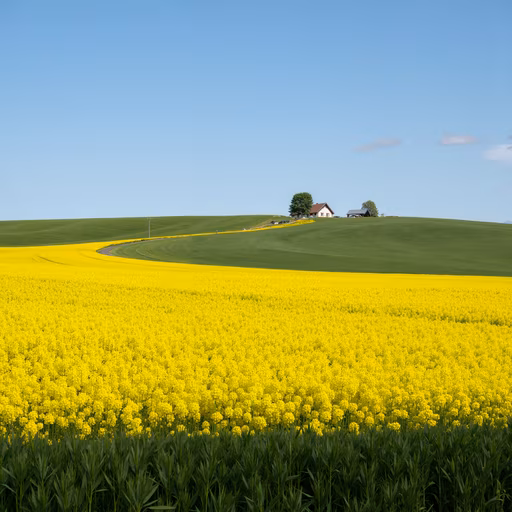 Rapeseed Field Serenity