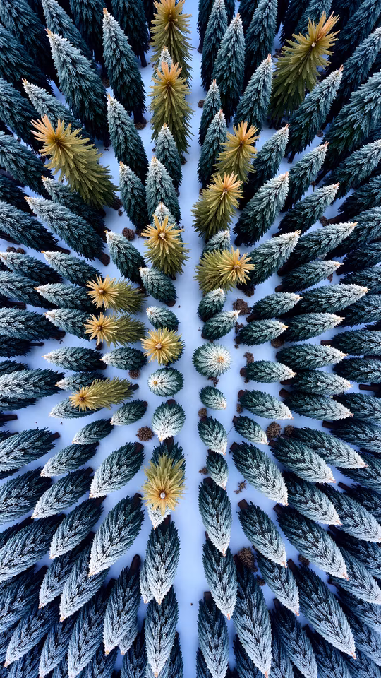 Snowflake of Christmas Trees