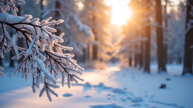Snowy Forest Sunset