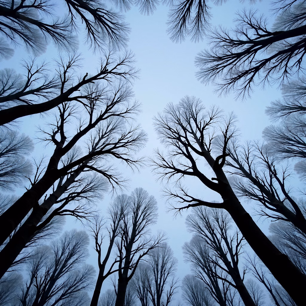 Bare tree silhouettes against a pale blue sky, evoking solitude and natural beauty.