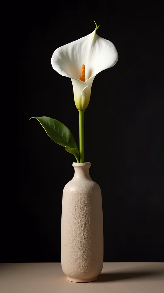 Calla Lily in Minimalist Vase
