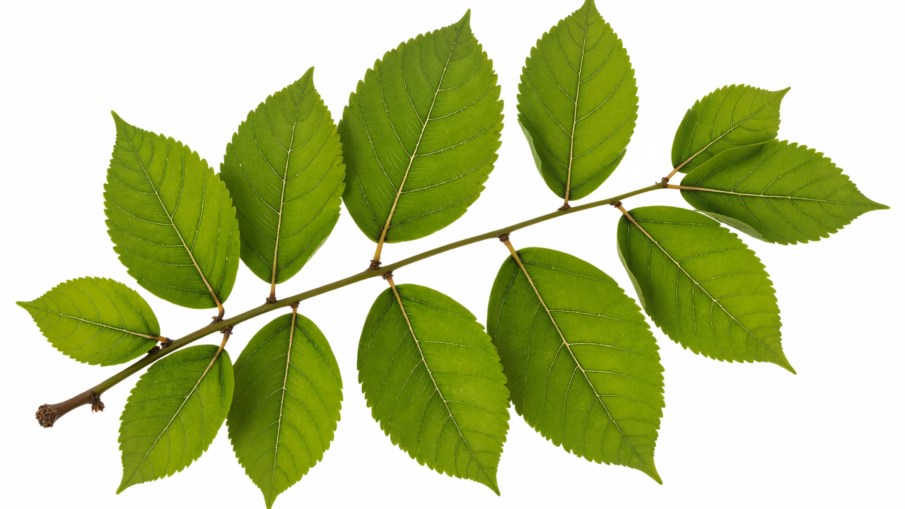 Vibrant green leaves on a white background, illustrating nature's freshness.