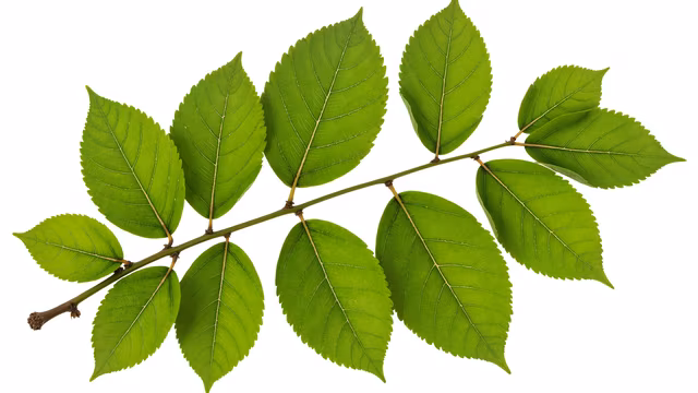 Green Leaves Illustration