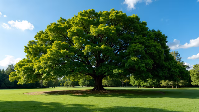 Lush Green Tree