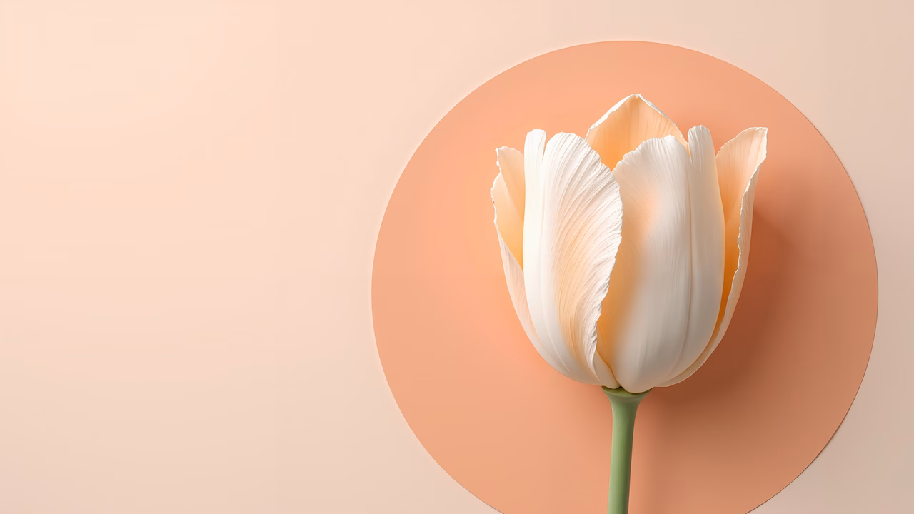 Minimalist white tulip on peach background, serene floral art.