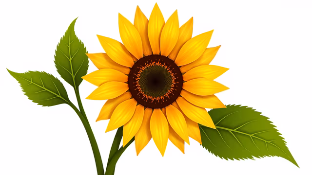 Sunflower Illustration