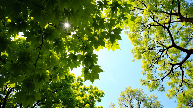 Sunlit Canopy
