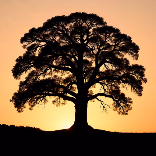 Tree Silhouette at Sunset