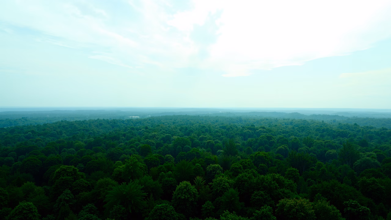 A panoramic shot of a lush forest under a bright sky, evoking a sense of peace and tranquility.
