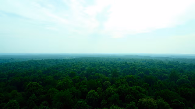 Forest Panorama