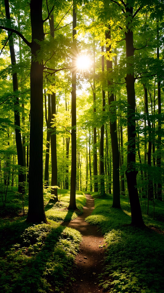 Forest Pathway