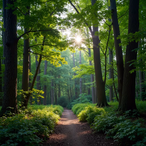 Forest Pathway
