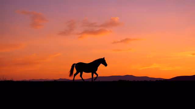 Silhouette Horse at Sunset
