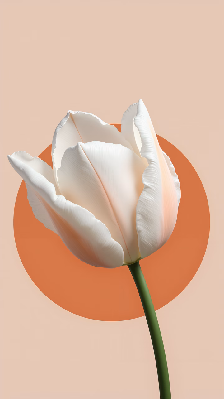 Delicate white tulip with warm orange circle on beige background