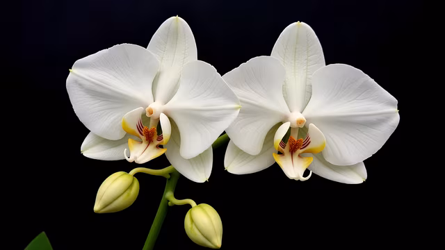 White Orchid