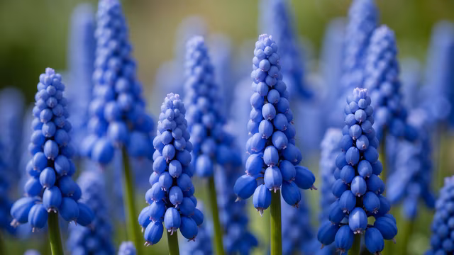 Blue Grape Hyacinths