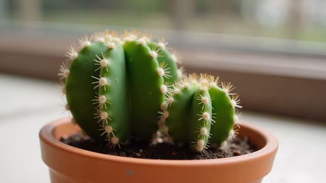 Cactus in Clay Pot