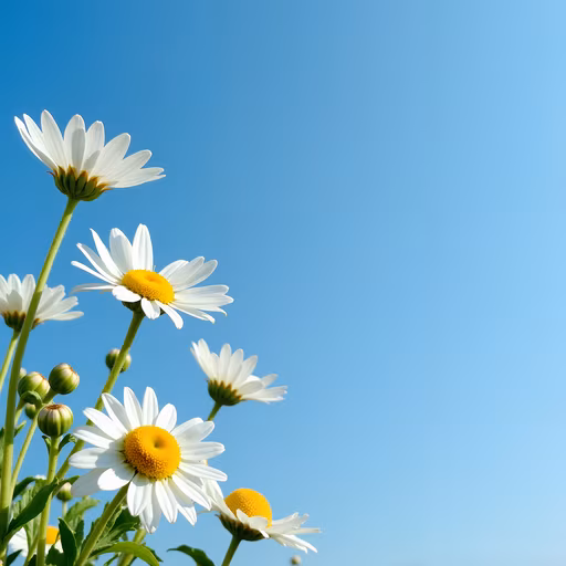 Daisies Against the Sky
