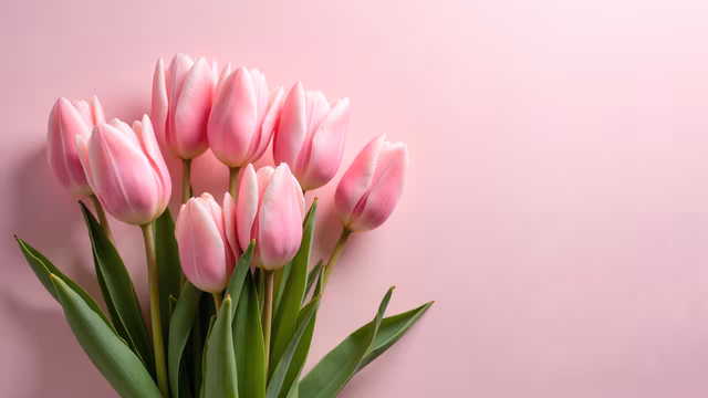 Pink Tulips