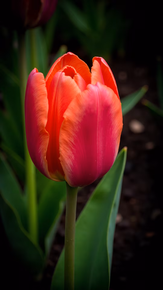 Tulip Bloom