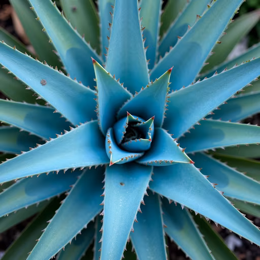 Blue Agave