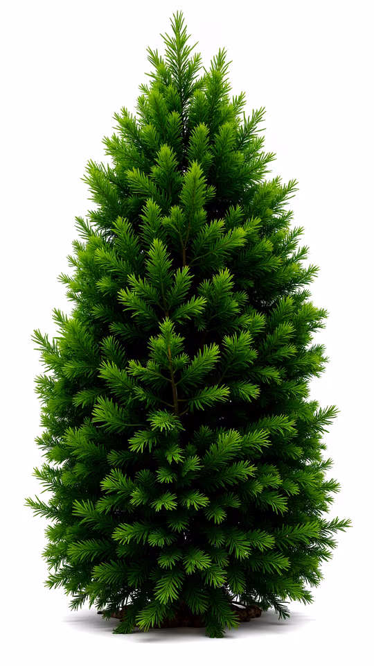 Evergreen Tree Illustration
