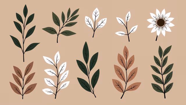 Leaf Illustrations