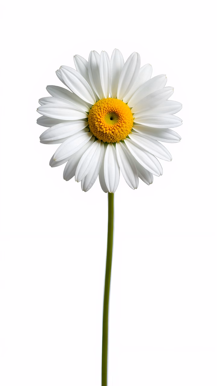 Close-up of a white daisy with a yellow center on a white background.