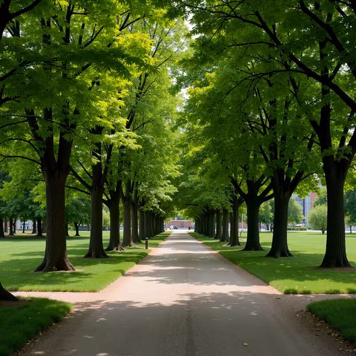 Tree-lined Pathway