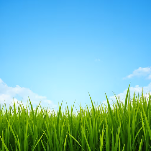 Grass Field Under Blue Sky