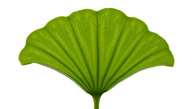 Green Leaf