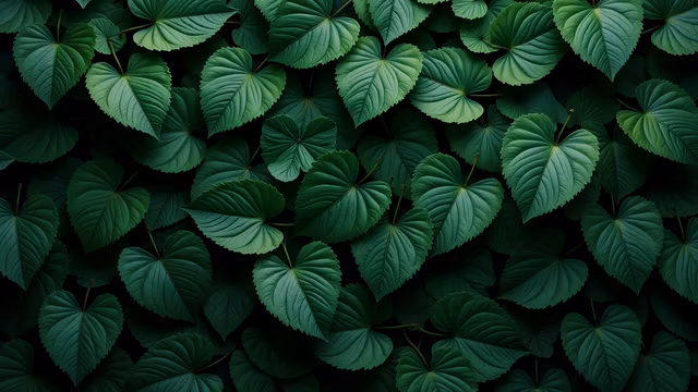 Leafy Green Illustration