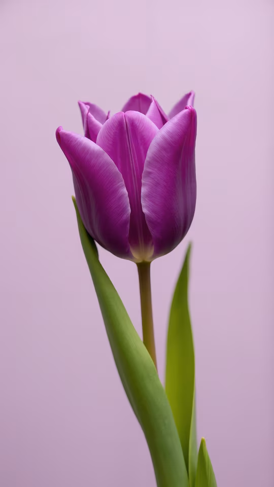 Purple Tulip